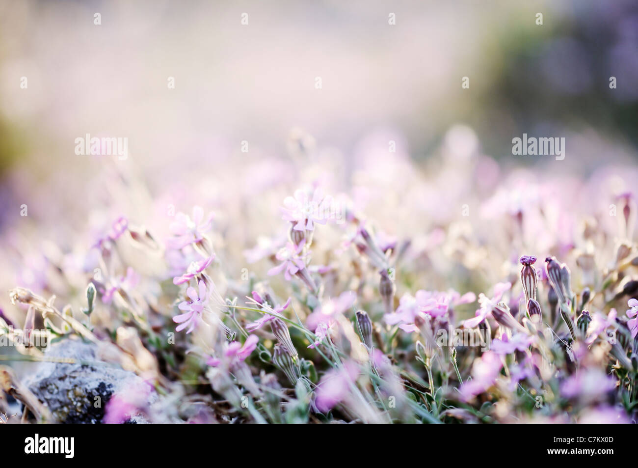 Wunderbaren Sonnenaufgang über ein Feld von wilden Blumen Stockfoto