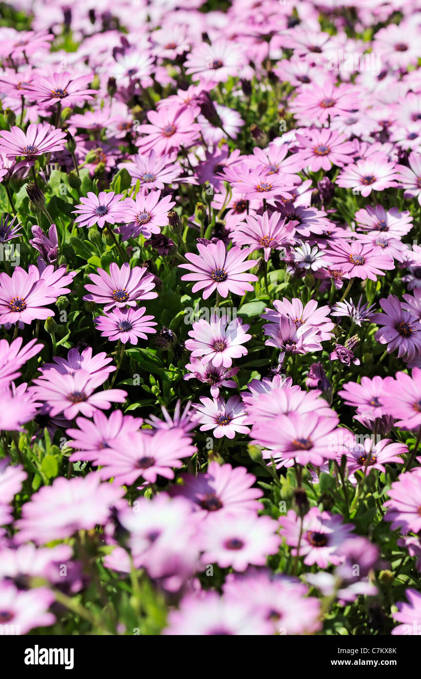 Lila Osteospermum Daisy Wiese Stockfoto