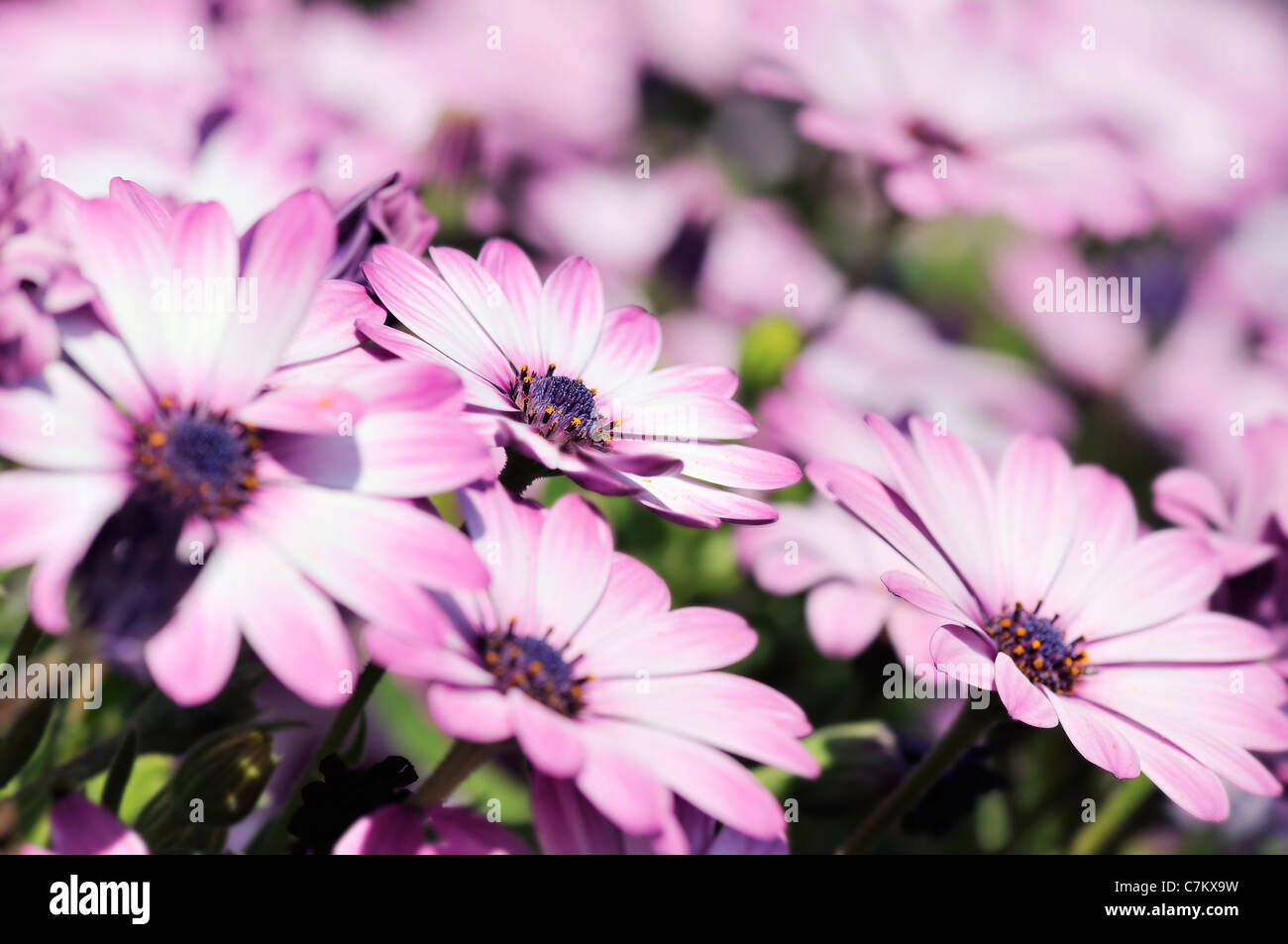 Lila Osteospermum Daisy Wiese Stockfoto