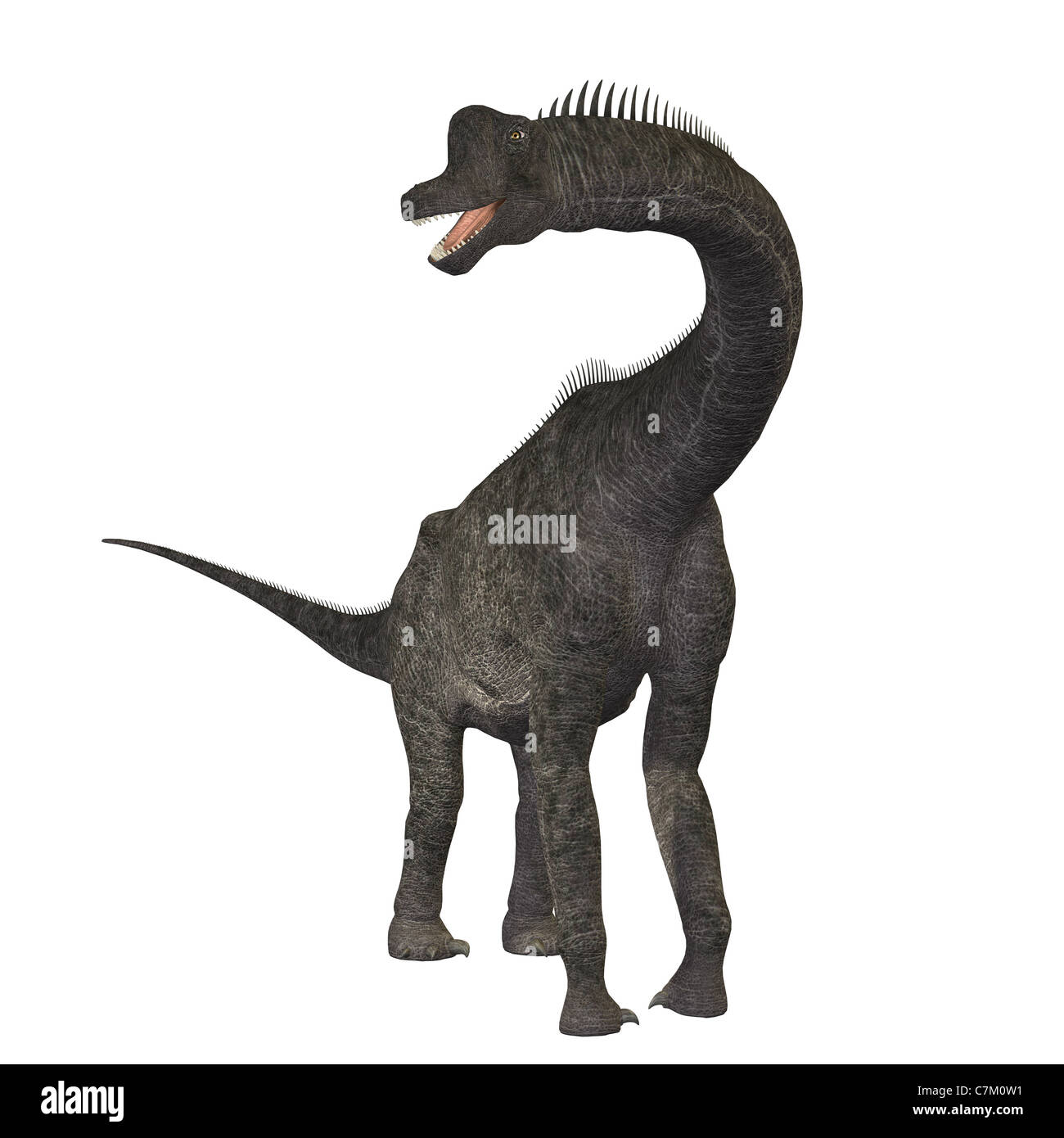 My Image 18