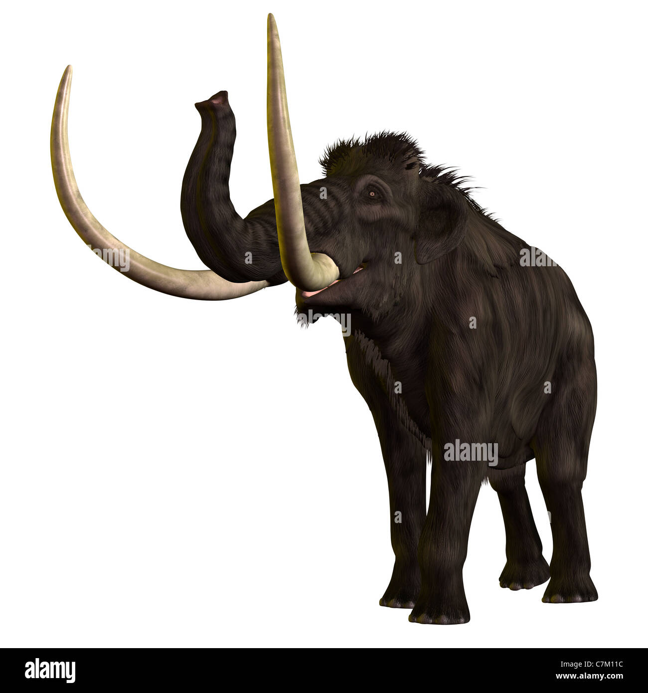 Das Wollhaarmammut ist ein ausgestorbener Elefant wie Riese aus der Pleistocene Periode von Erden-Geschichte. Stockfoto