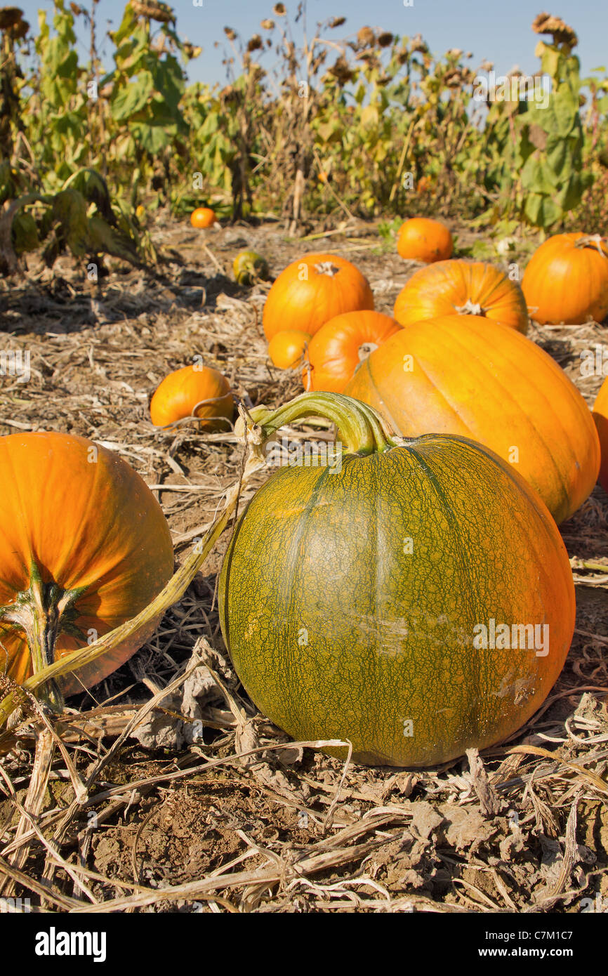 Pumpkin Patch in Oregon Farm Stockfoto