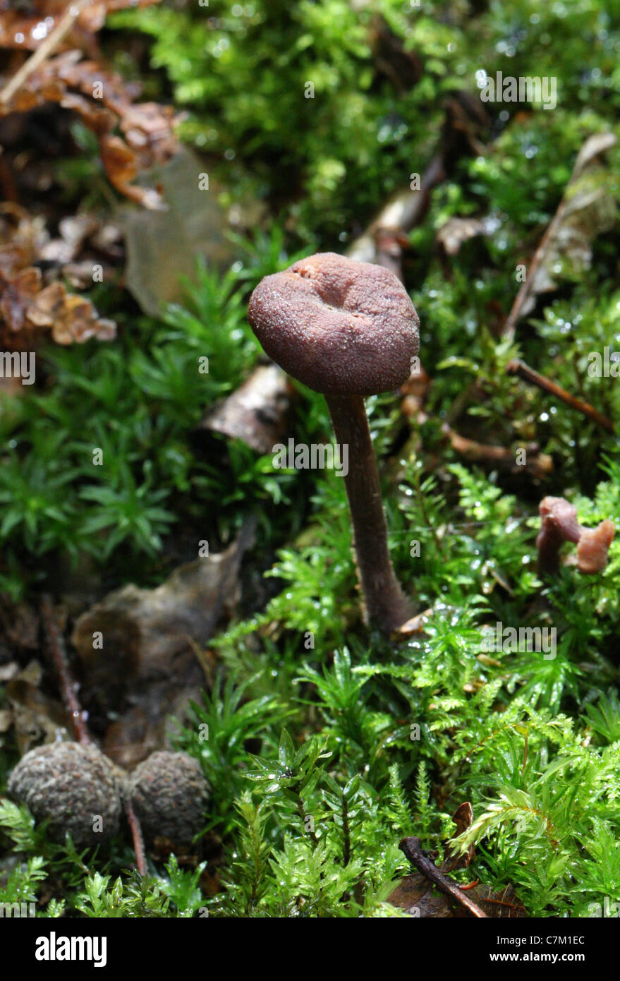 Young Amethyst Betrüger Pilz, Lacktrichterling Amethystina, Hydnangiaceae. Stockfoto