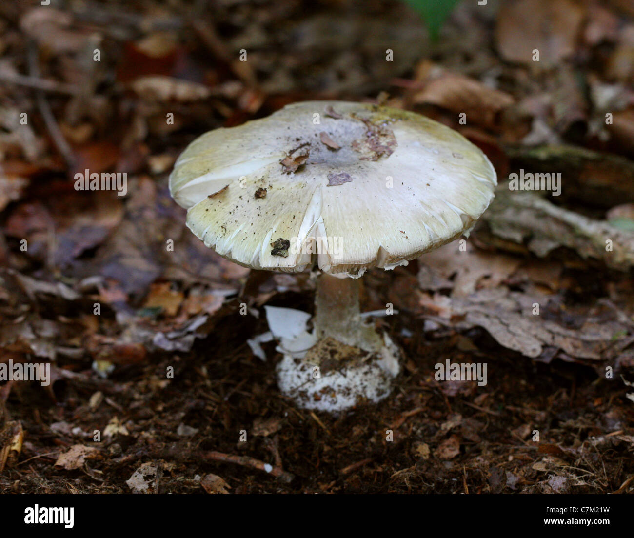 Deathcap Pilz, Amanita Phalloides, Amanitaceae. In Buche-Wurf, Whippendell Wald, Hertfordshire. Sehr giftig. Stockfoto