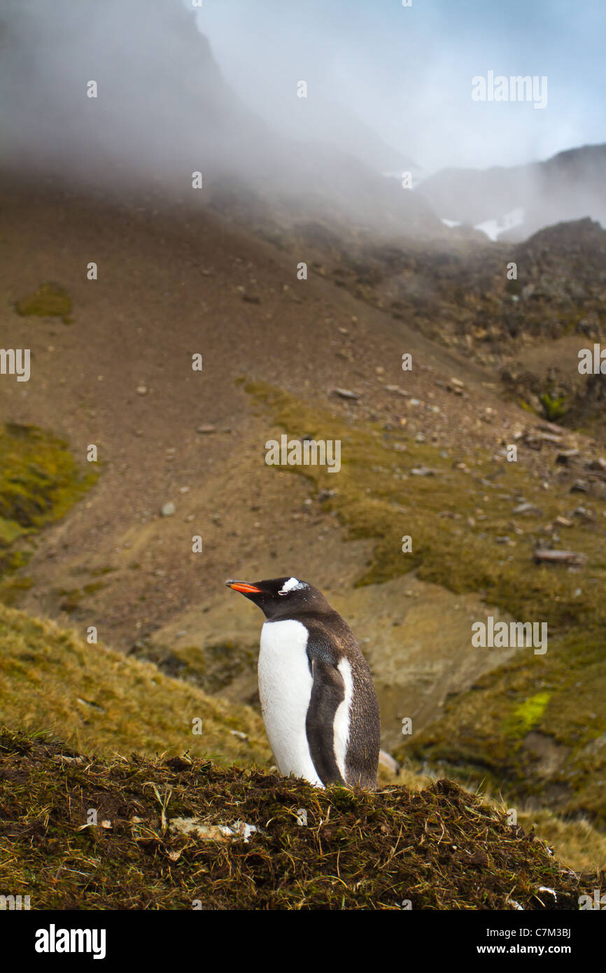 Ein Gentoo Penguin sitzt auf seinem Nest in Fortuna Bay, South Georgia Island. Stockfoto