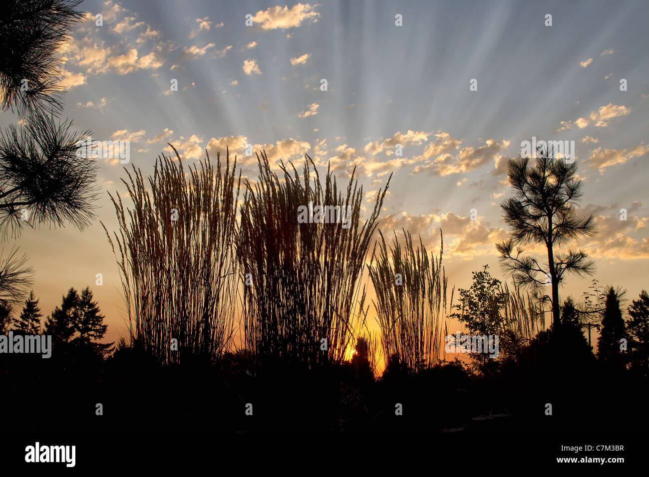 Sonnenuntergang über dem Horizont im Naturpark Wildlife Preserve Stockfoto