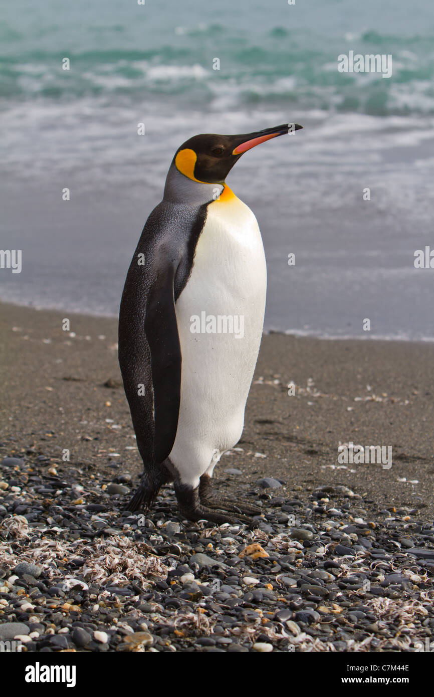 Ein Porträt von einem Königspinguin in Salisbury Plains, South Georgia Island. Stockfoto