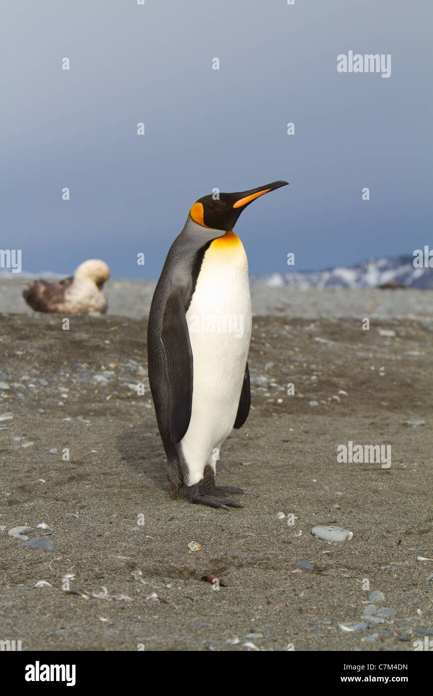 Ein Porträt von einem Königspinguin in Salisbury Plains, South Georgia Island. Stockfoto