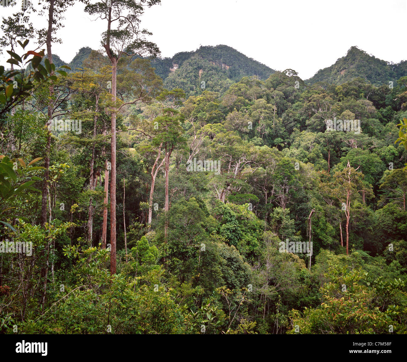Lambir Hills National Park in Sarawak, Ost-Malaysia, Borneo, zeigt die charakteristischen Gipfeln. Stockfoto