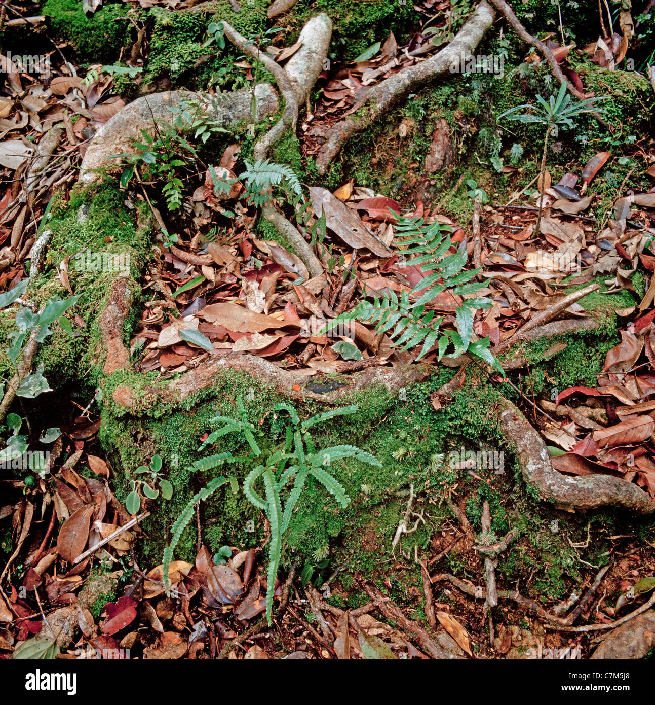 Mulu Nationalpark, Sarawak, Borneo, Ost-Malaysia, Luftwurzeln von Laubbäumen, zu stützen, Wurzeln, reiche Unterholz, Stock Stockfoto
