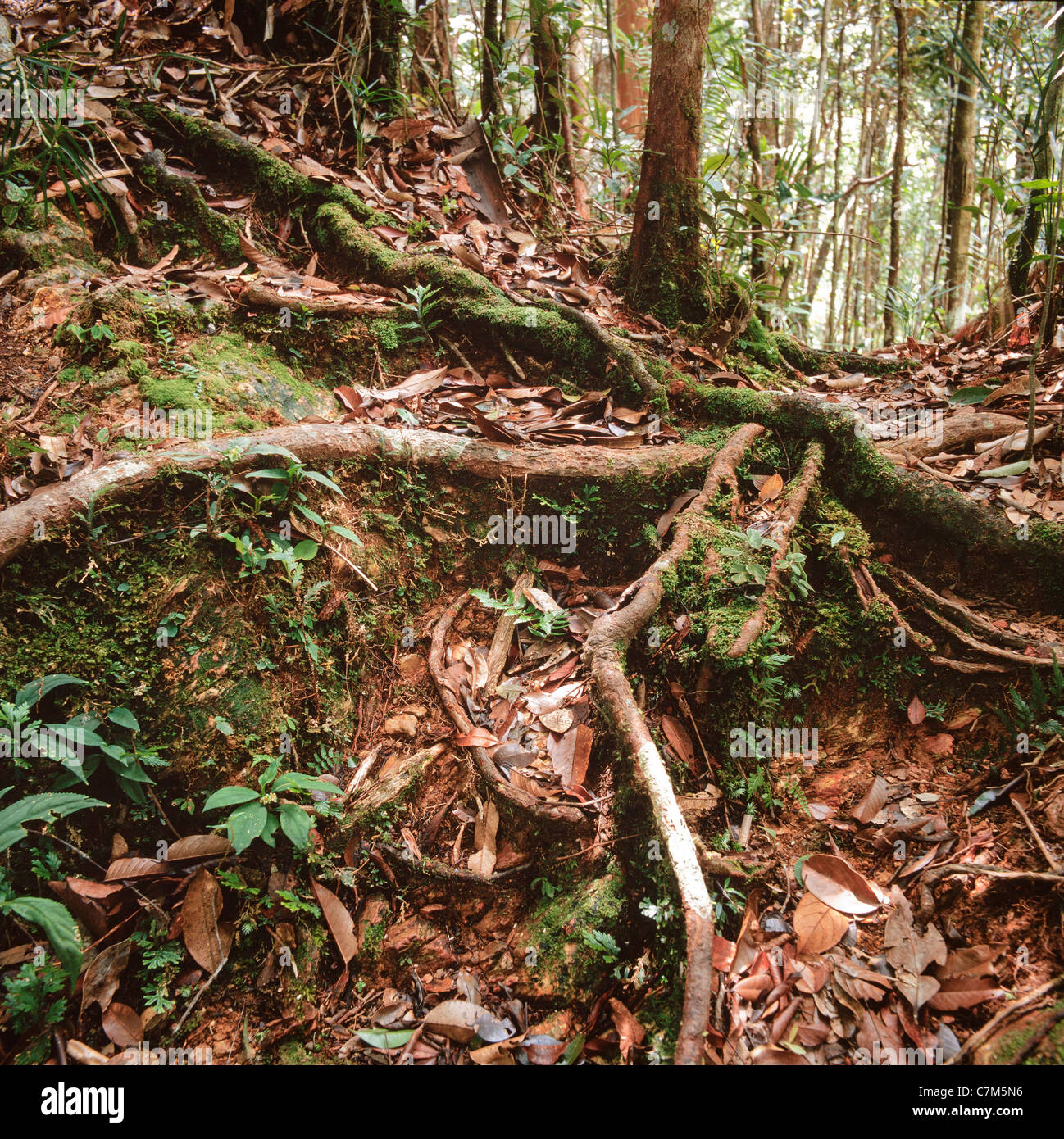 Mulu Nationalpark, Sarawak, Borneo, Ost-Malaysia, Luftwurzeln von Laubbäumen, zu stützen, Wurzeln, reiche Unterholz, Stock Stockfoto