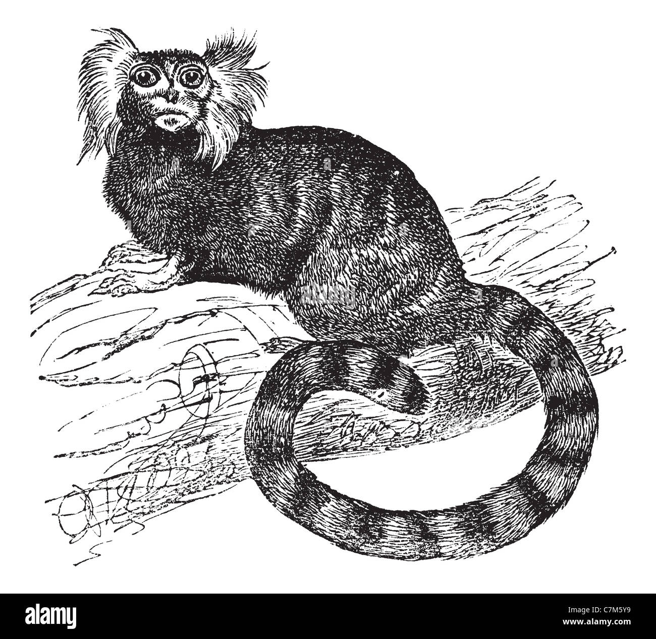 Weißbüschelaffe (Hapalová Jacchus), gravierte Vintage Illustration. Trousset Enzyklopädie (1886-1891). Stockfoto