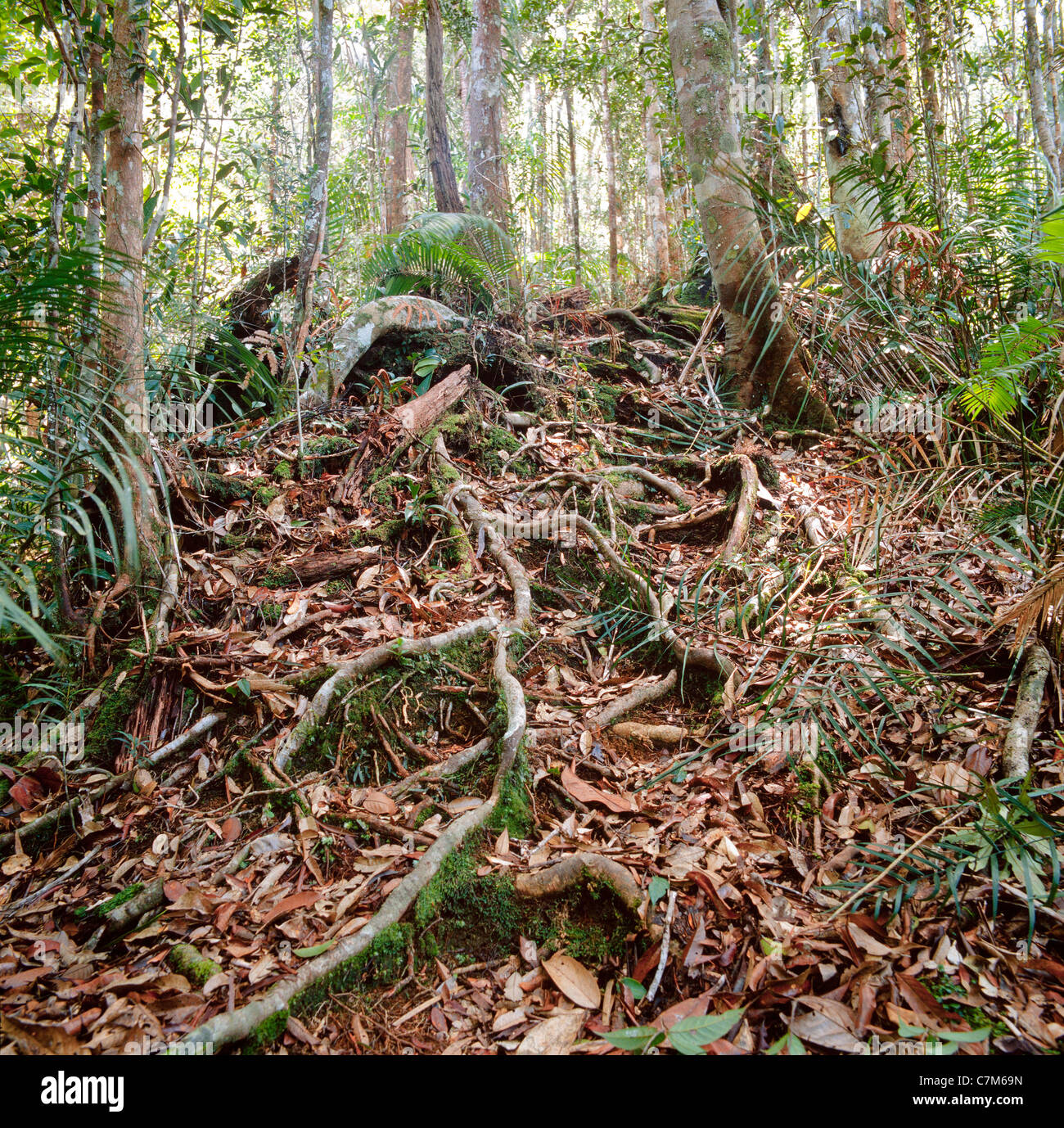 Mulu National Park Regenwald, Sarawak, Borneo, Malaysia, luftwurzeln von Hartholz Bäume, Wurzeln buttress, reichhaltiges Unterholz, Boden Stockfoto
