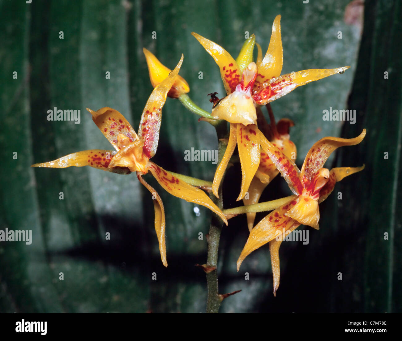 Wilde Orchidee, Plocoglottis Acuinata (BI) Sabah, Ost-Malaysia Stockfoto