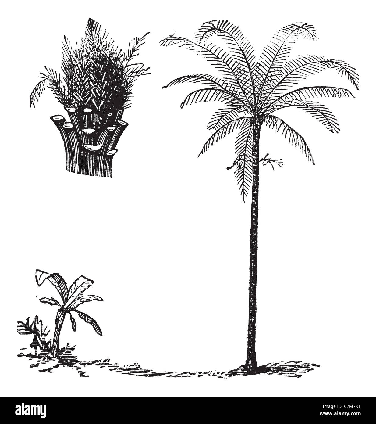 Royal Palm oder Roystonea Regia, graviert Vintage Darstellung Sämling-Entwicklung. Trousset Enzyklopädie (1886-1891). Stockfoto