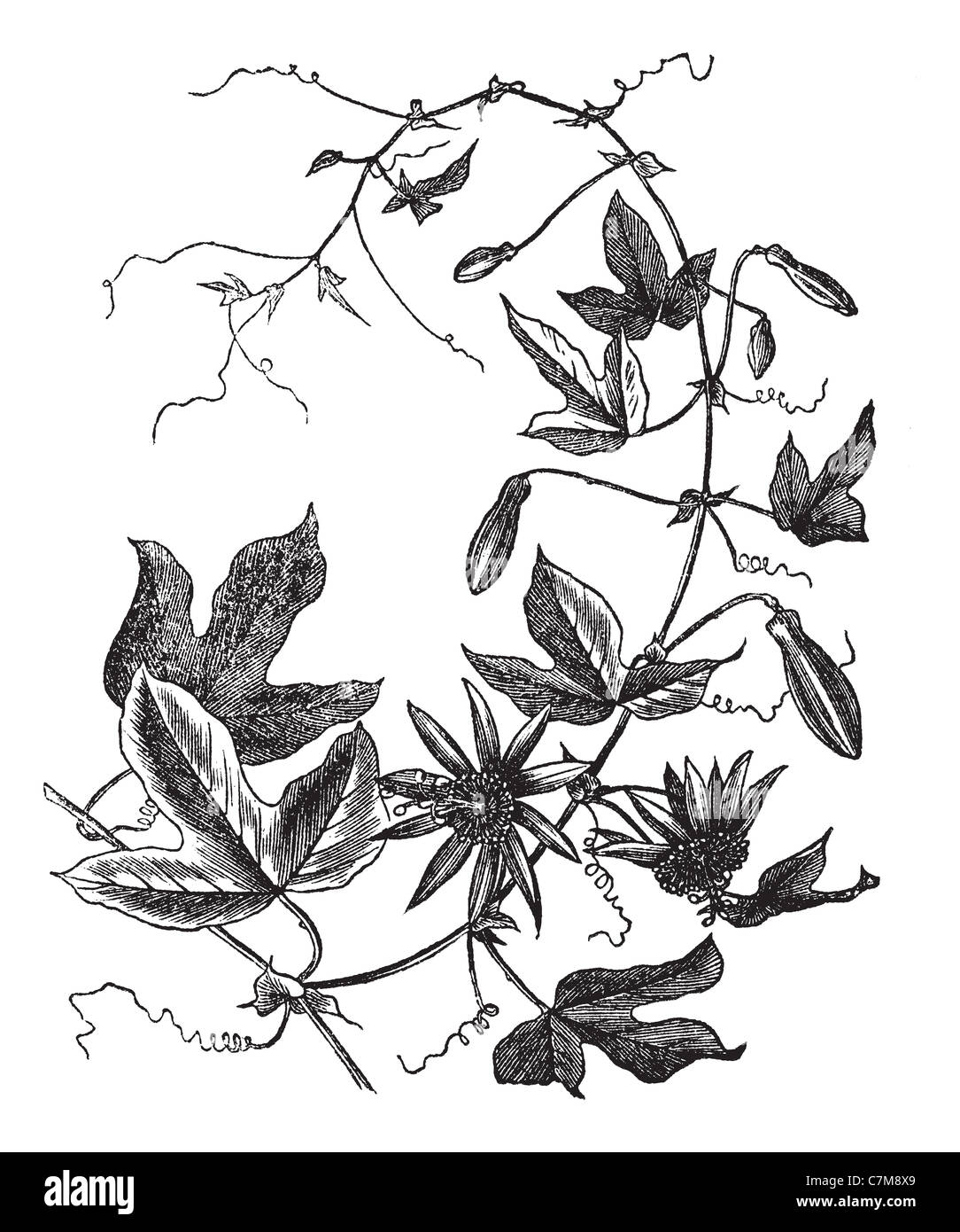 Passionsblume oder Passiflora Caerulea, graviert Vintage Illustration. Trousset Enzyklopädie (1886-1891). Stockfoto