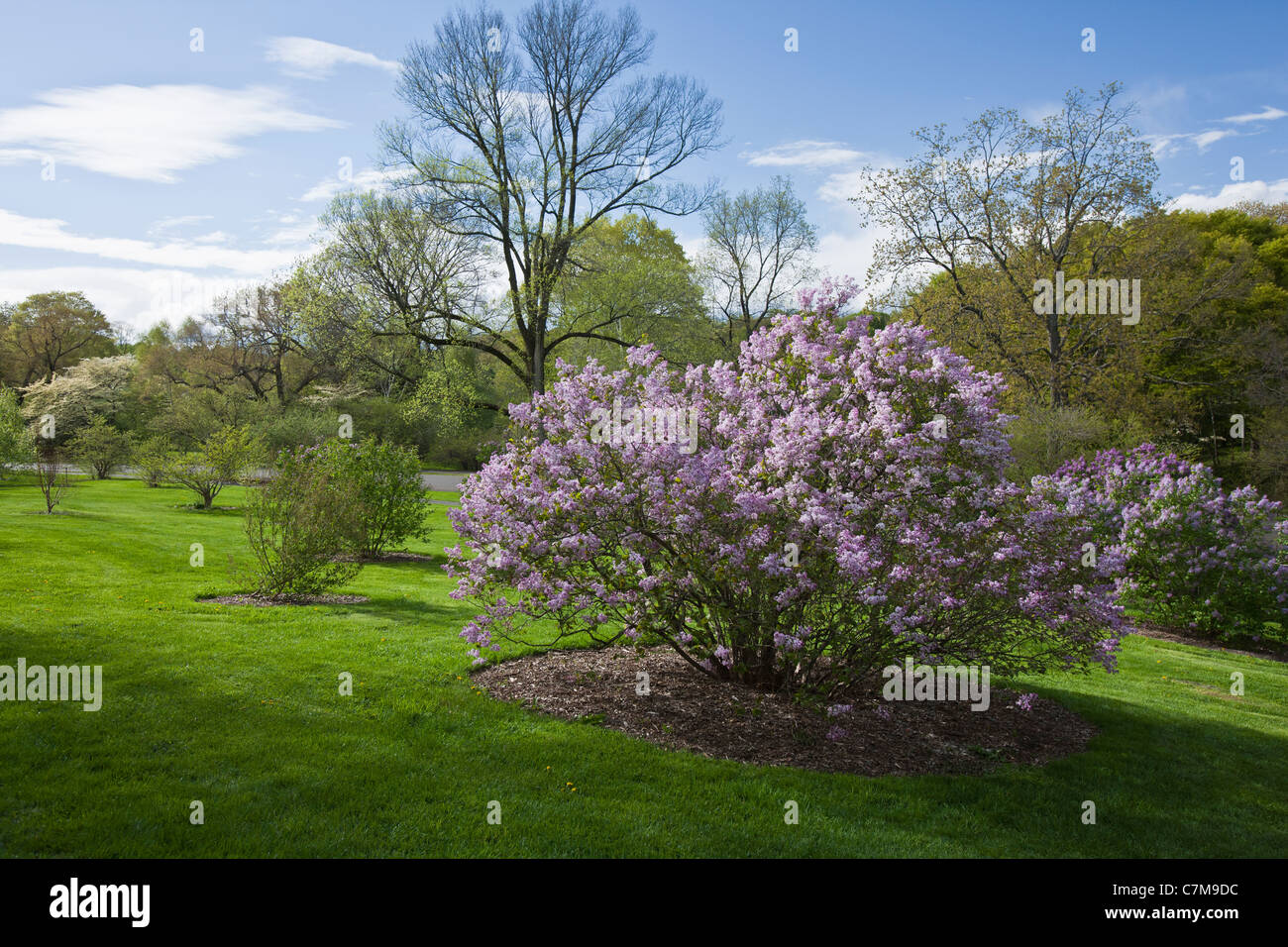 Kirschblüte im Arnold Arboretum, Jamaica Plain, Boston, Massachusetts, USA Stockfoto