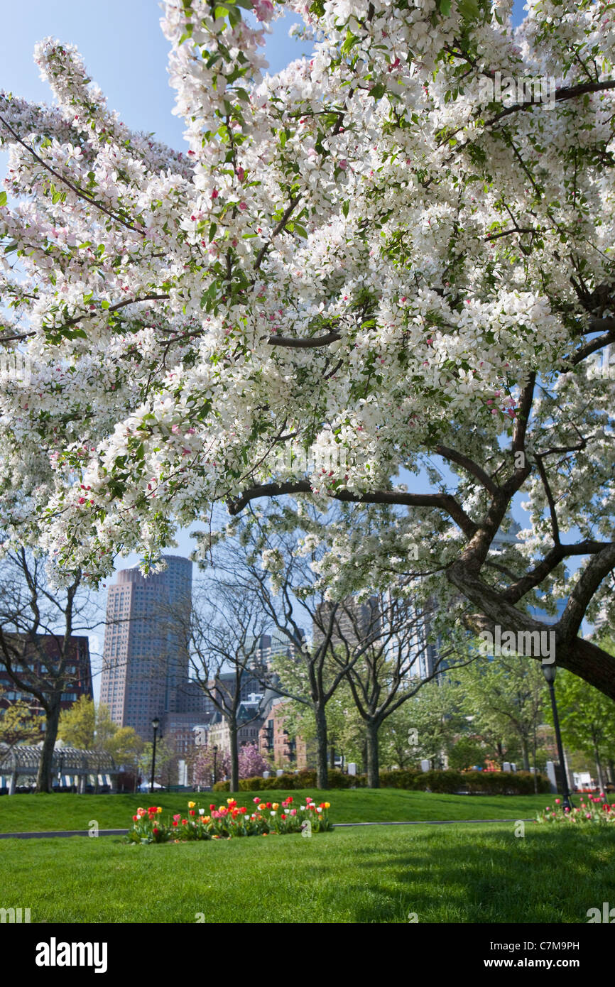 Blumen blühen am Apfelbaum Blüte, Christopher Columbus Waterfront Park, North End, Boston, Massachusetts, USA Stockfoto