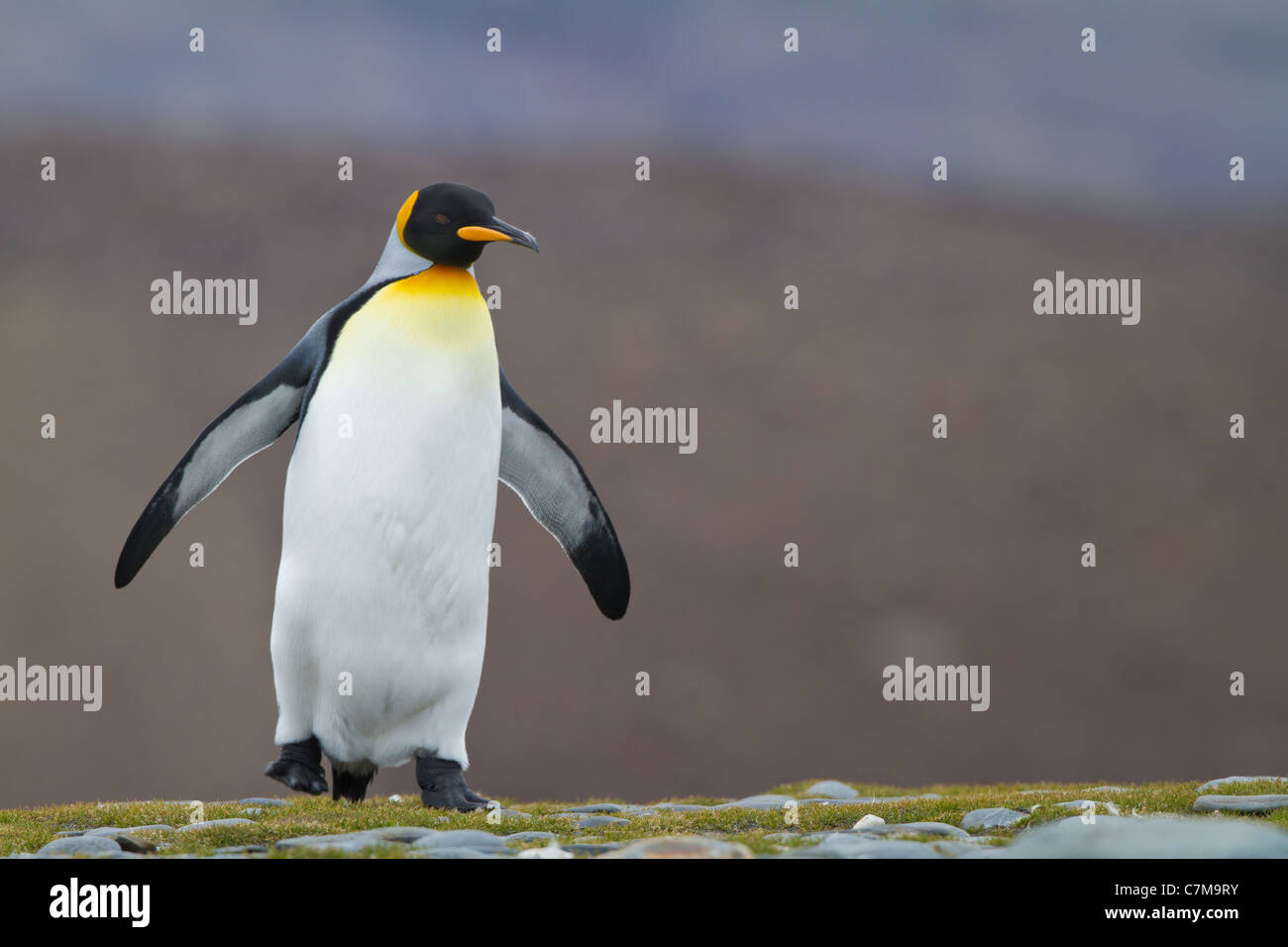 Ein Porträt von einem Königspinguin in Salisbury Plains, South Georgia Island. Stockfoto