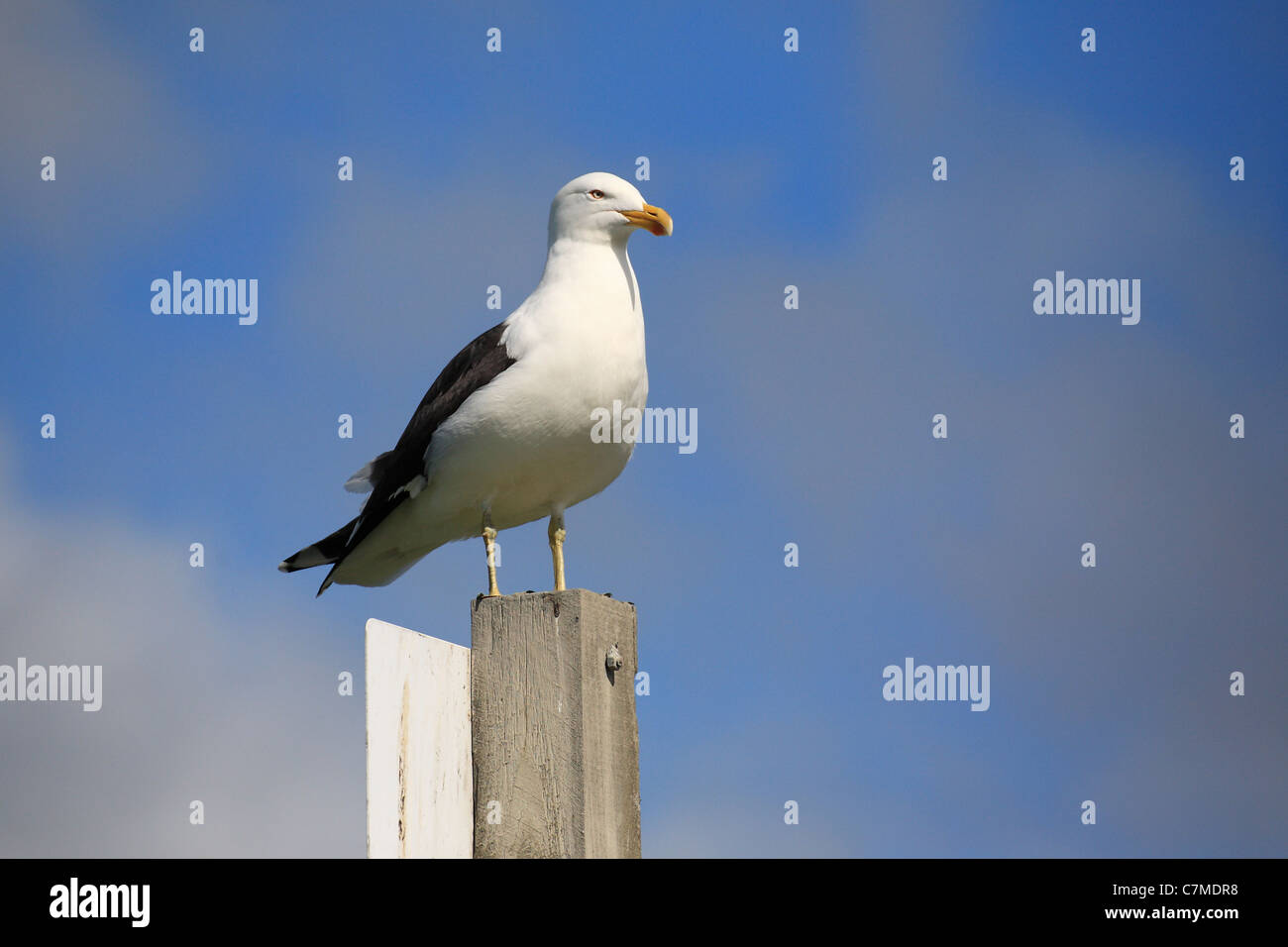 Möwe, thront auf einem Holzpfahl Stockfoto