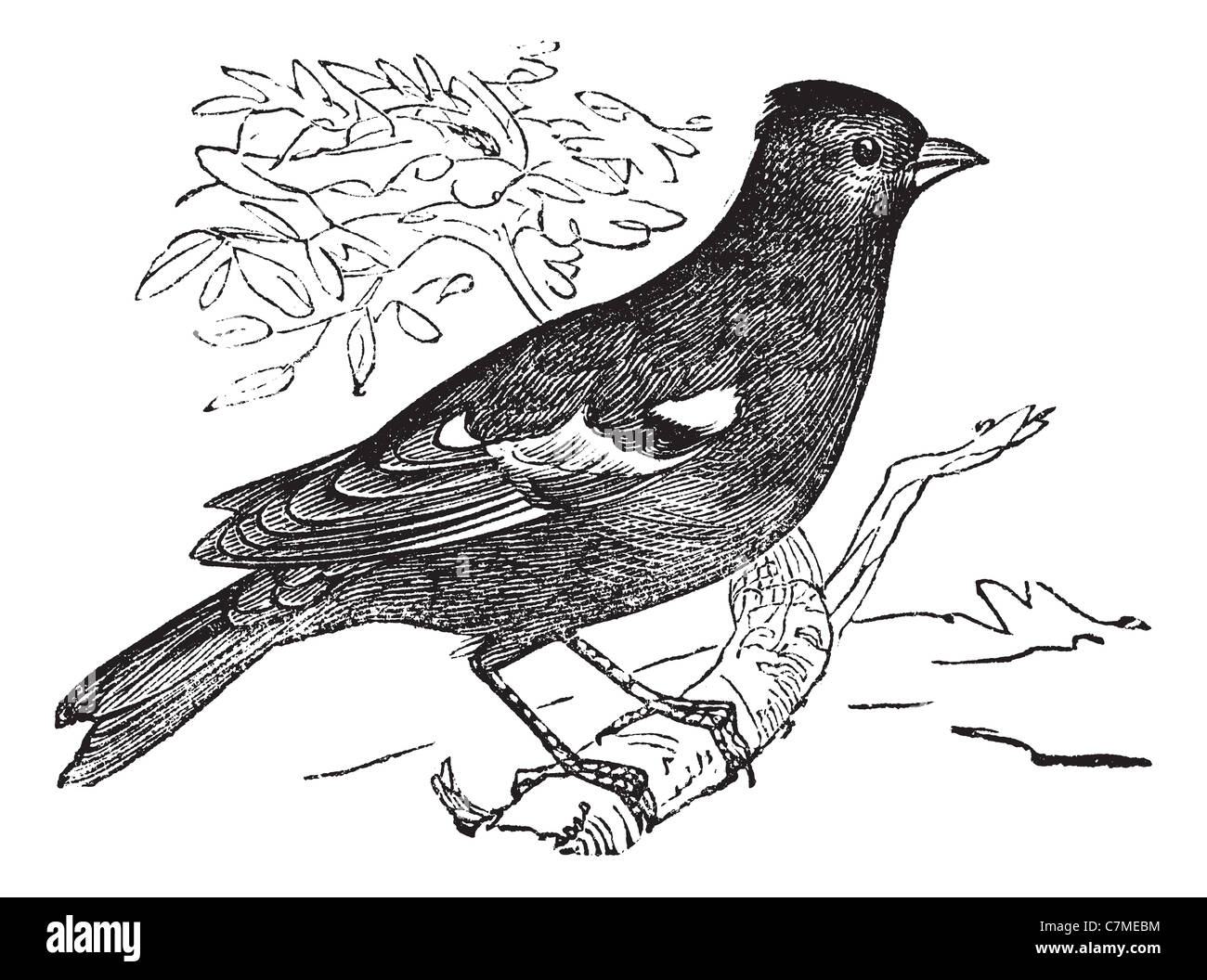 Pinson ordentlichen oder Buchfink, graviert Vintage Illustration. Buchfink thront auf Ast. Trousset Enzyklopädie (1886-1891 Stockfoto