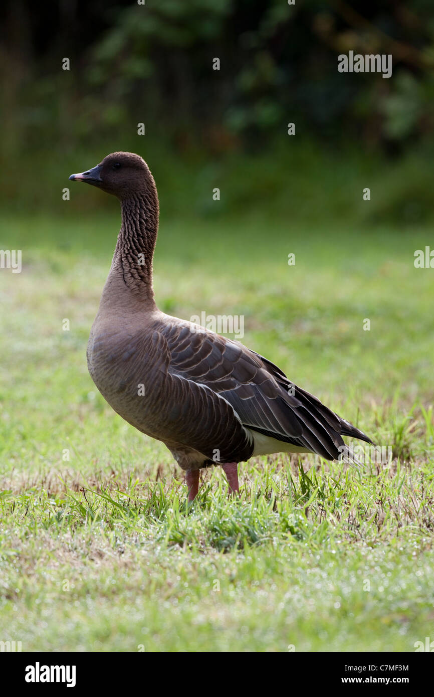 Pink-footed Goose (Anser Brachyrhynchus). Auf Tau bedeckt Grünland; am frühen Morgen. Stockfoto