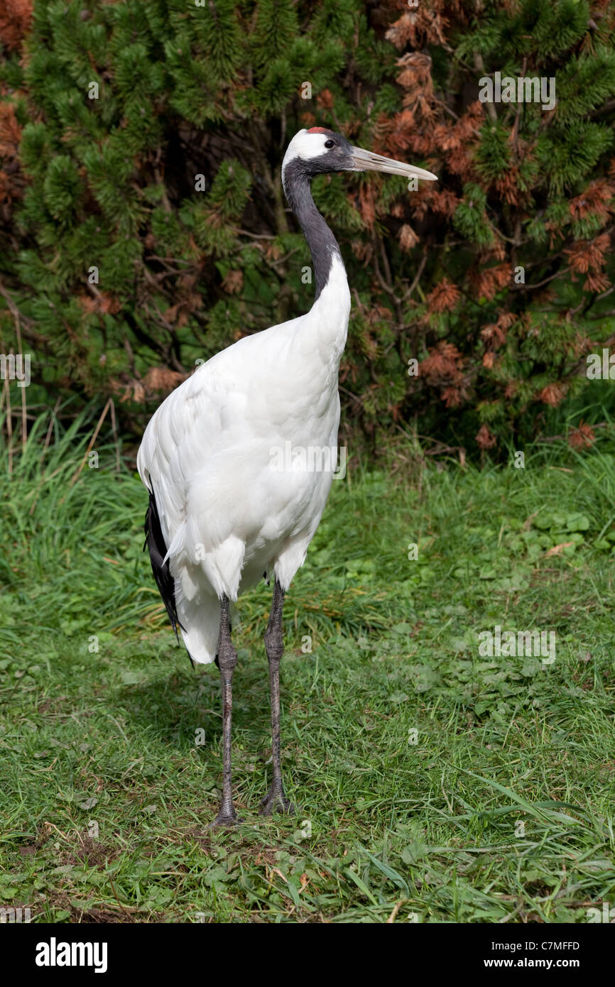 Rot-gekrönter, Japanisch oder Manchurian Kranich (Grus Japonensis). Erwachsenen. Stockfoto