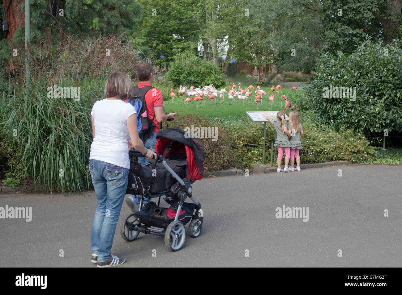 Flamingos (Phoenicopterus Ruber); Ausstellung und Gehege mit Familie betrachten. Kölner Zoo, Köln. Stockfoto