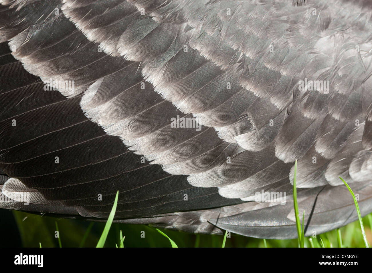 Red-breasted Goose Branta Ruficollis. Rechter Flügel zeigt drei oder vier Reihen von weiß umrandet verdeckte Federn, unreif zu identifizieren Stockfoto