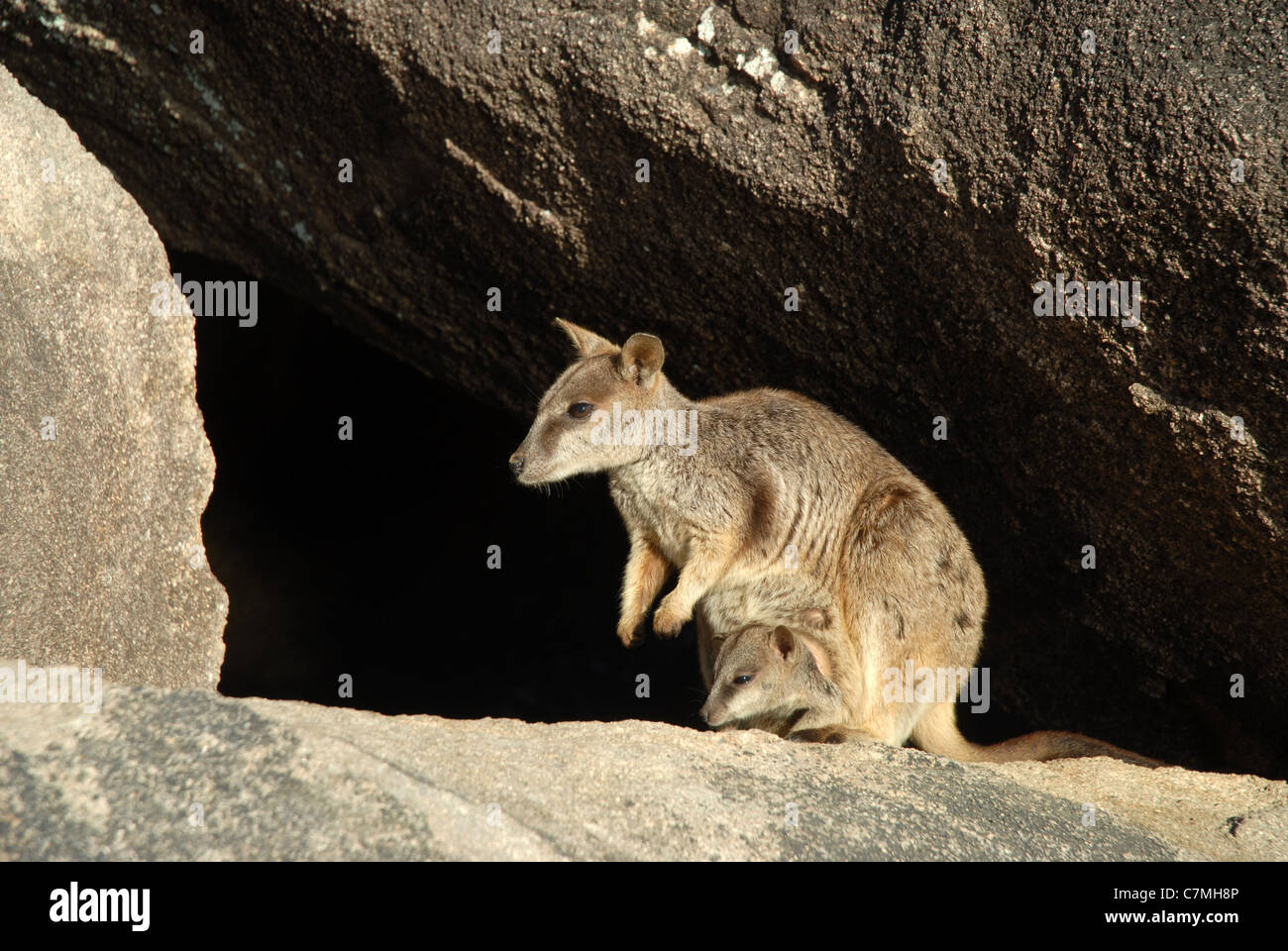 Allied Rock Wallaby mit Joey im Beutel, (petrogale Assimilis), Geoffrey Bay, Magnetic Island, Townsville, Queensland, Australien Stockfoto