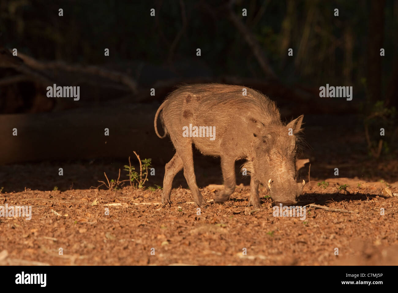 Warzenschwein (Phacochoerus Africanus) im Wald. Ndumo Game Reserve. KwaZulu-Natal, Südafrika. Stockfoto