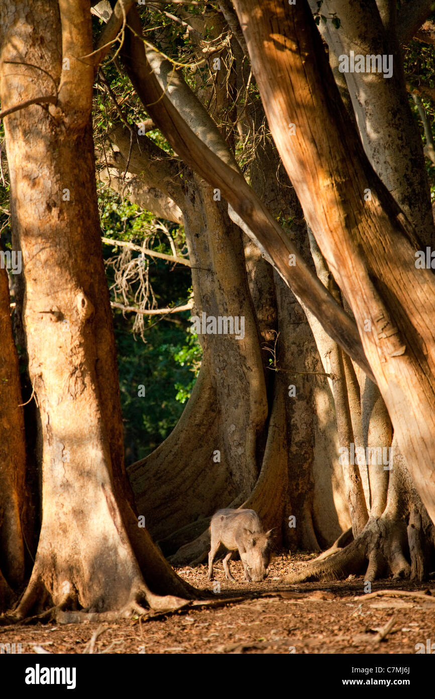 Warzenschwein (Phacochoerus Africanus) Betrag Feigenbäume stehen. Ndumo Game Reserve. KwaZulu-Natal, Südafrika. Stockfoto