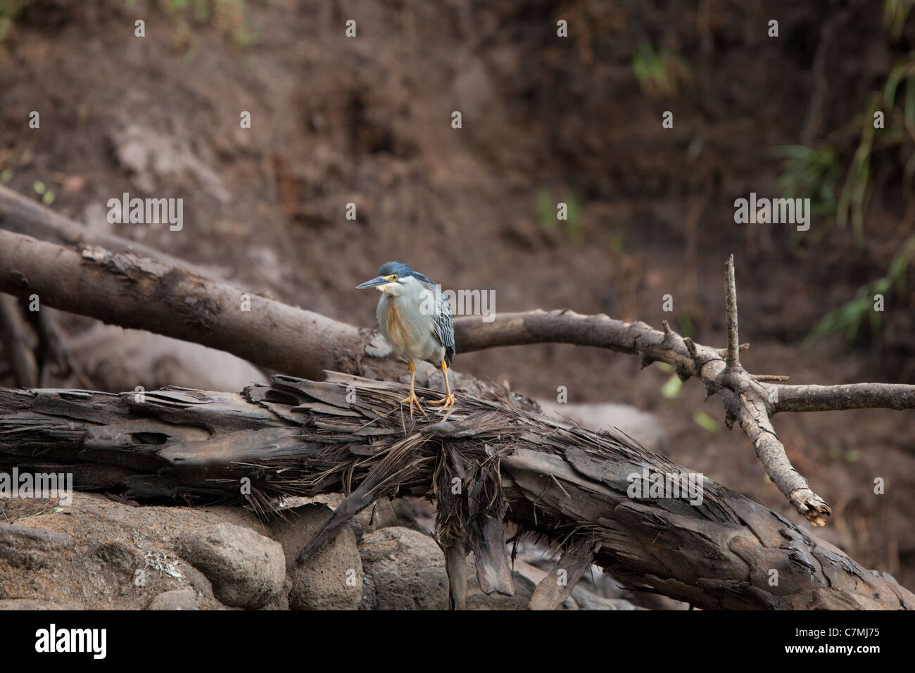 Grün-backed Heron. Ndumo Game Reserve, Kwazulu-Natal, Südafrika. November 2010. Stockfoto