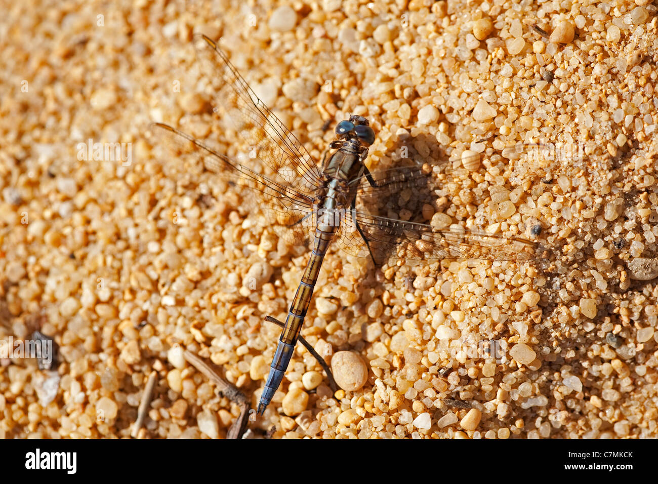 Epaulet Abstreicheisen Orthetrum Chrysostigma. Teneral männlich zeigen blau bereift auf Brustkorb langsam entwickeln. Stockfoto