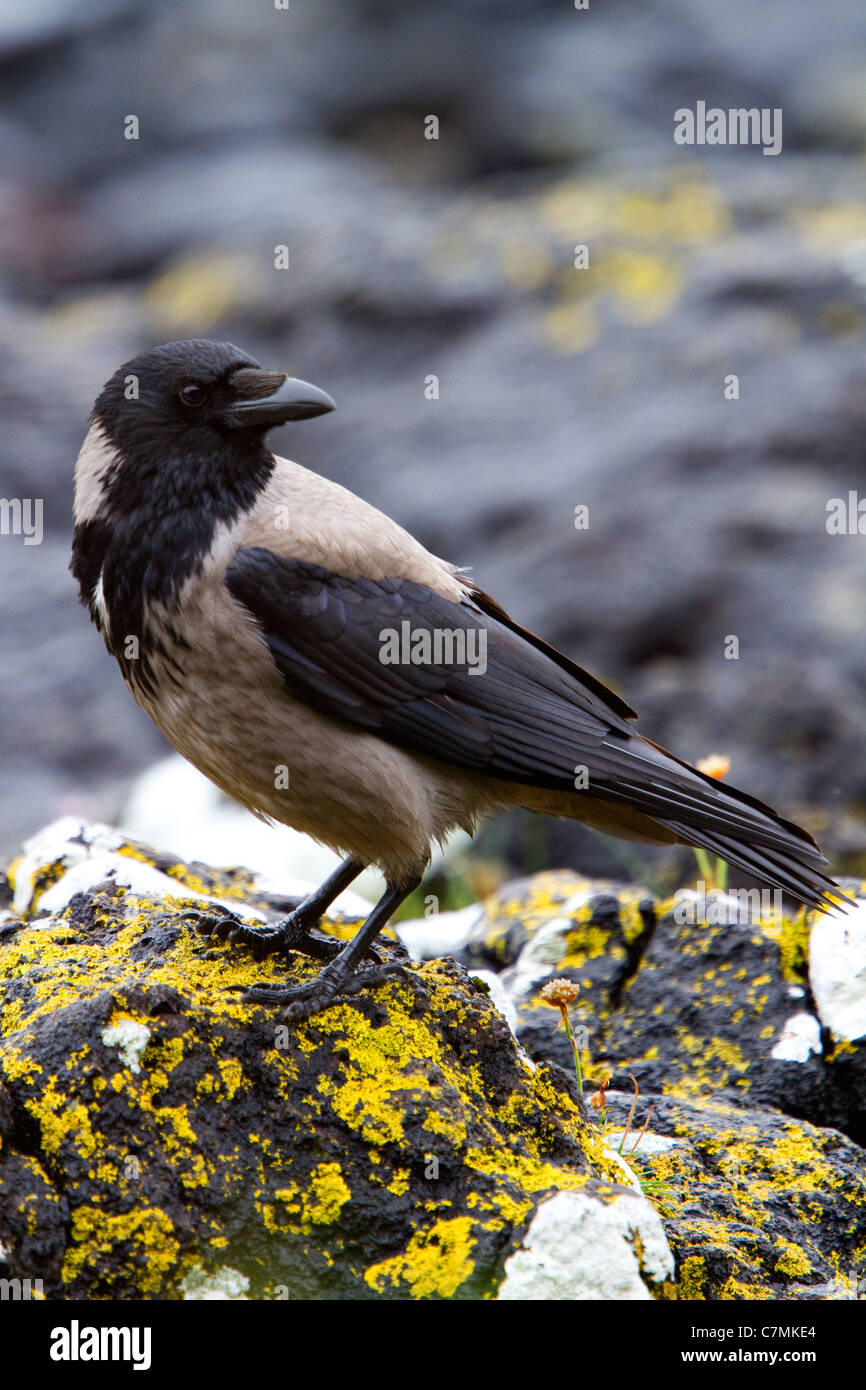 Mit Kapuze Krähe Corvus Cornix an der schottischen Küste. Stockfoto