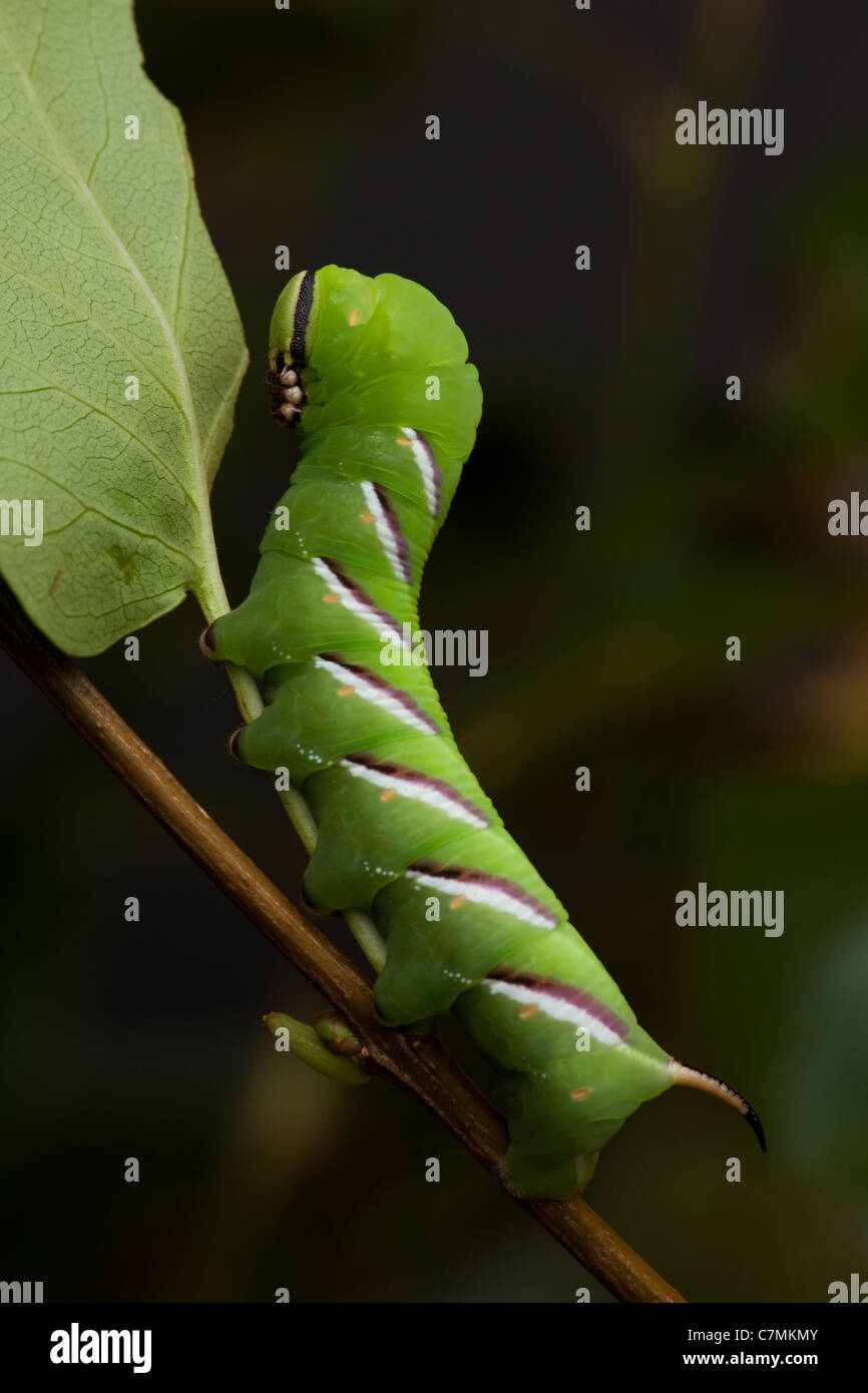 Liguster Hawk-Moth Raupe Sphinx Ligustri, endgltige Instar (c  Stockfotografie - Alamy