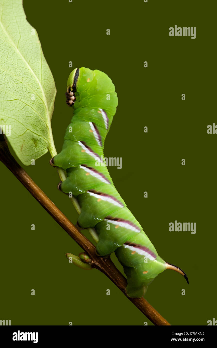 narrow escape philodendron Philodendron Narrow Escape (Large) – Greenkin main image 0