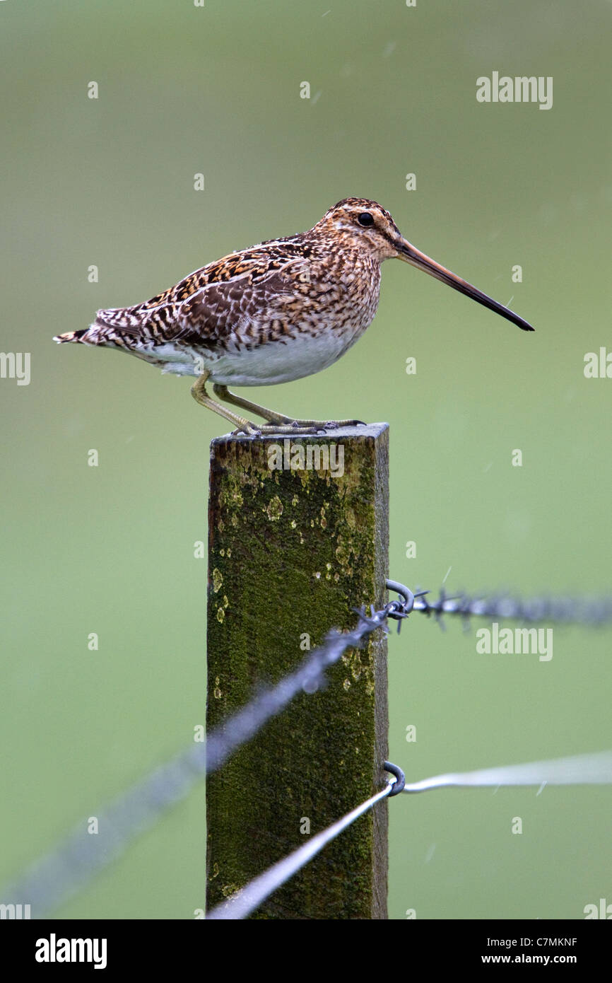 Schnepfen Gallinago Gallinago am Zaun. Stockfoto