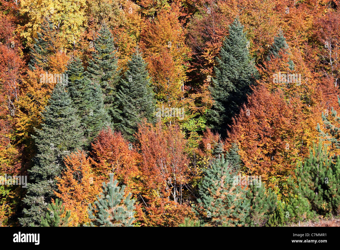 Kure Berge Herbstfarben Kastamonu Türkei Stockfoto