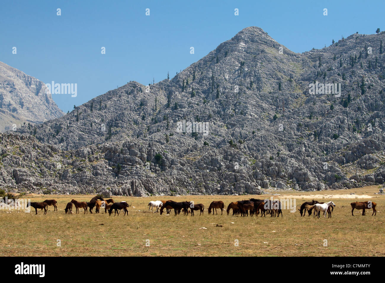 Wildpferde in der Cimi Hochland von Akseki Antalya Türkei Stockfoto