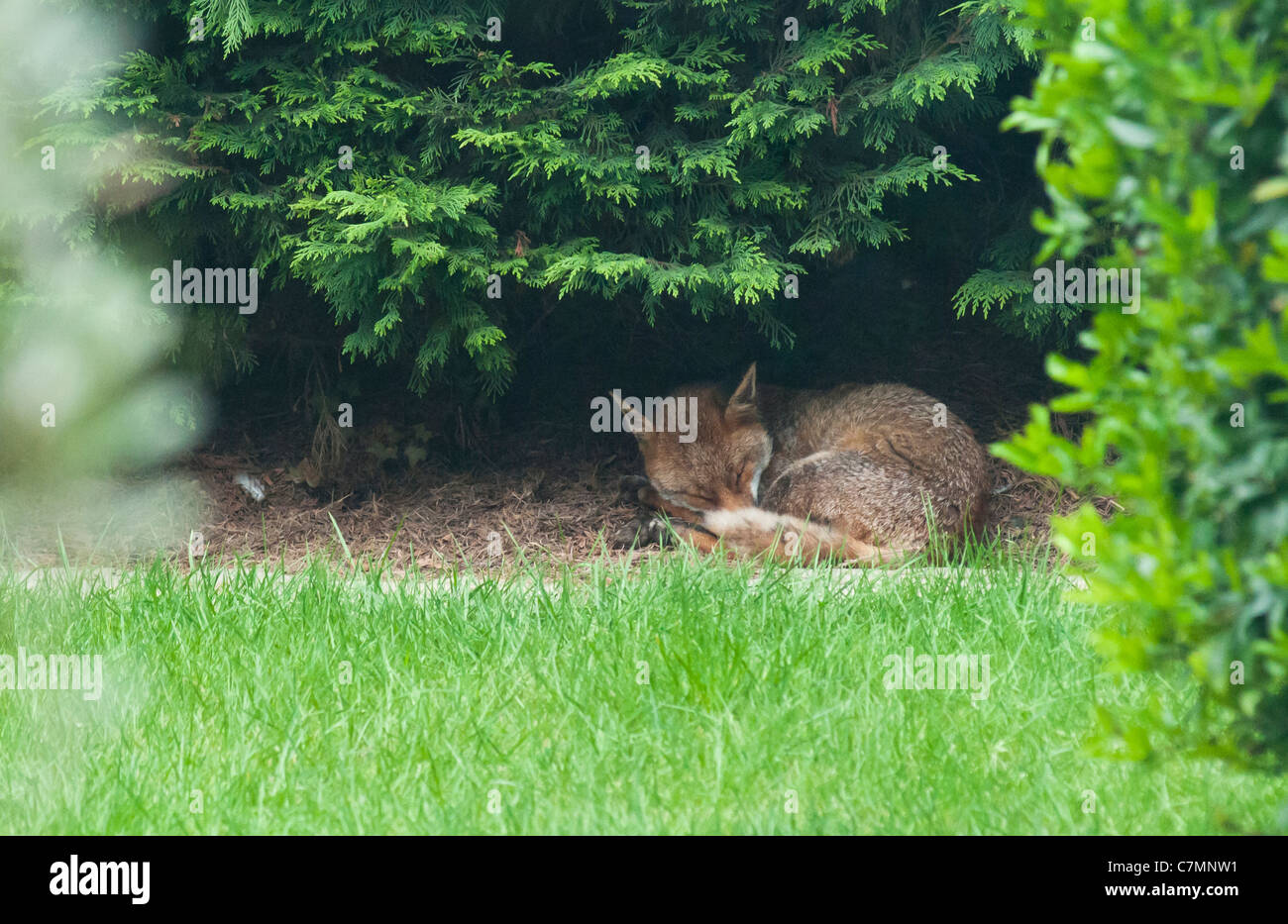 Fox, schlafen am Ende eines Gartens, Surrey, UK Stockfoto