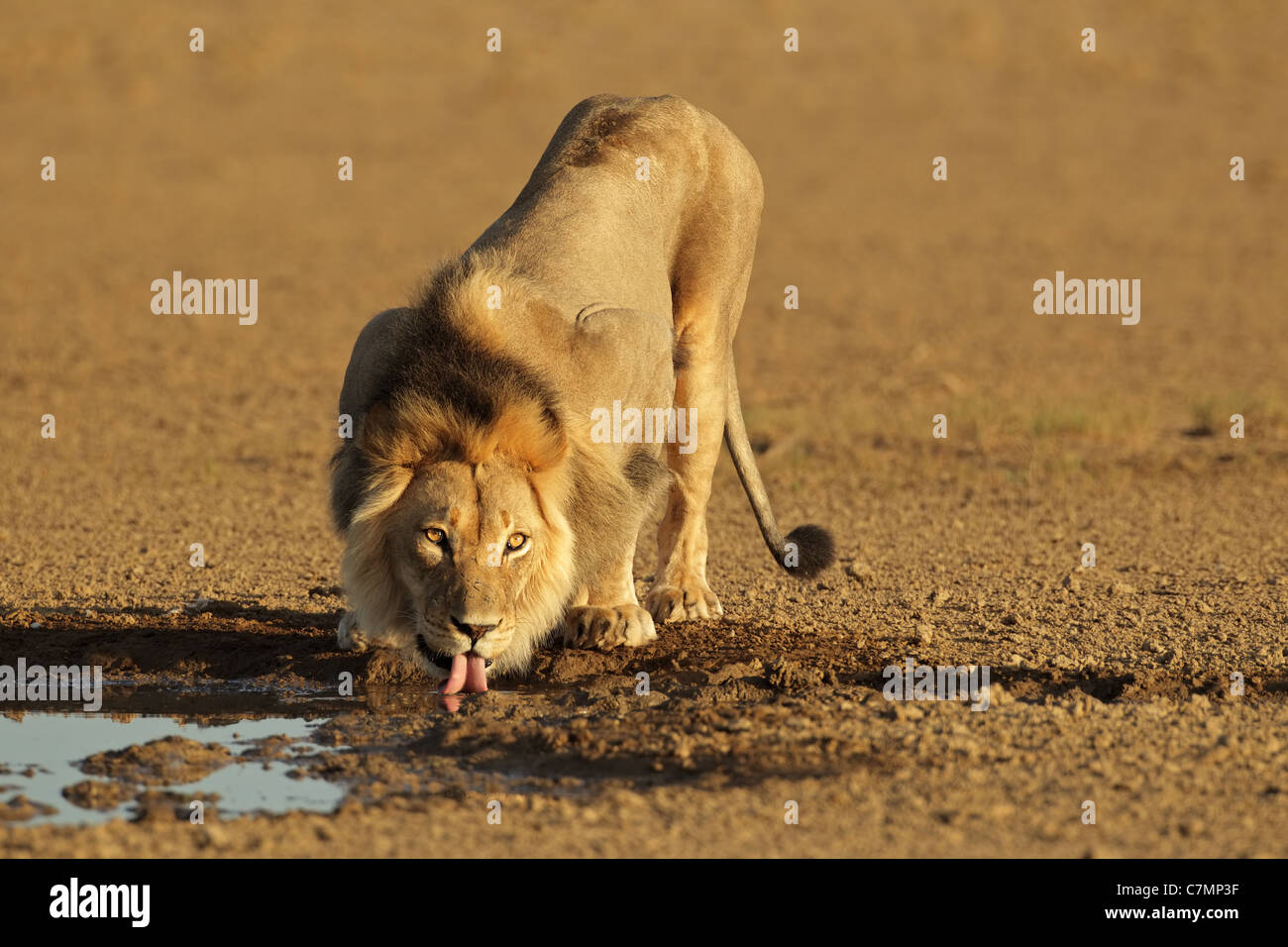 Großen männlichen afrikanischen Löwen (Panthera Leo) Trinkwasser, Kgalagadi Transfrontier Park, Südafrika Stockfoto