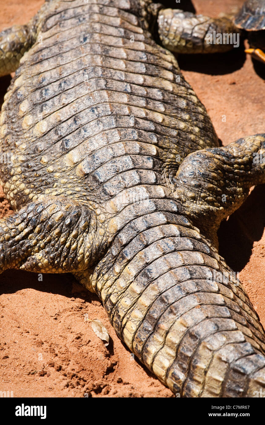Breite Rückseite ein Kaiman, Iguassu Brasilien "Südamerika" Stockfoto