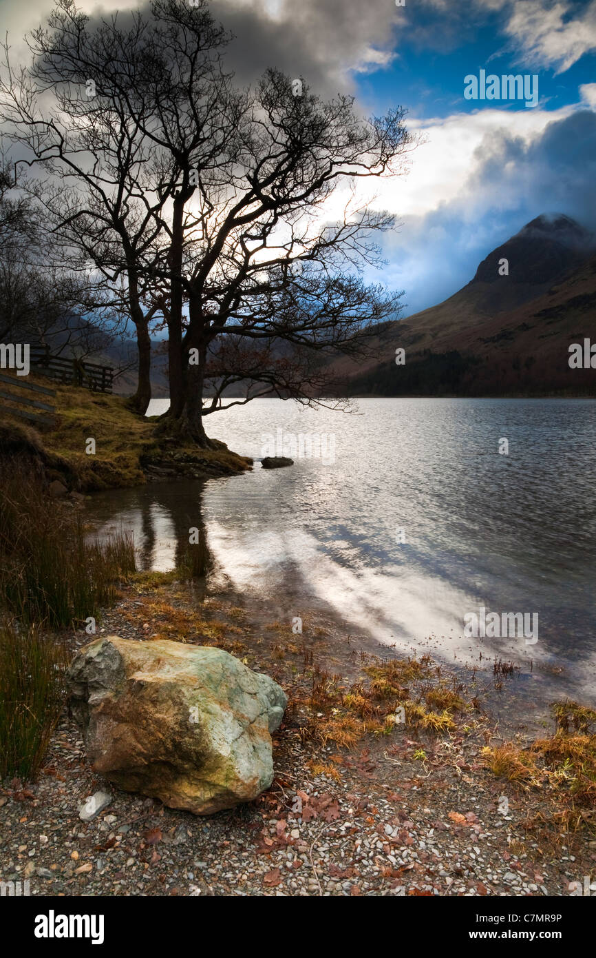 Baum am Ufer des Lake Buttermere, Cumbria, Lake District, England. UK Stockfoto