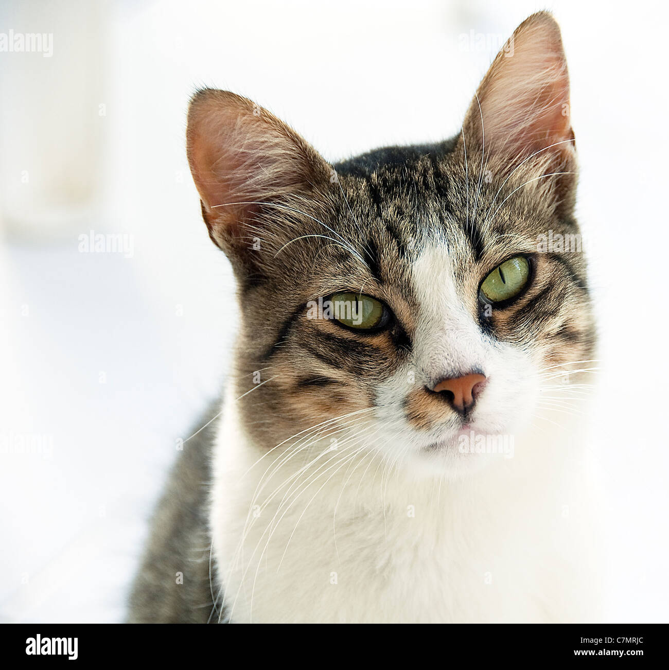 Porträt des griechischen Katze Stockfoto