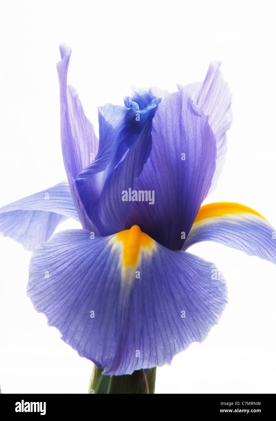 Iris Blume, Porträt von Iris Blume Stockfoto