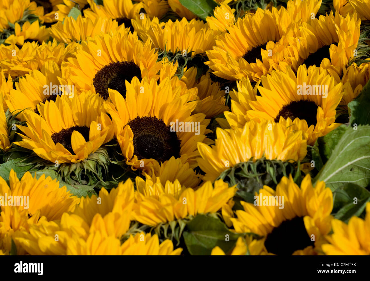 Sonnenblumen für den Verkauf auf einem Marktstand in den Niederlanden Stockfoto