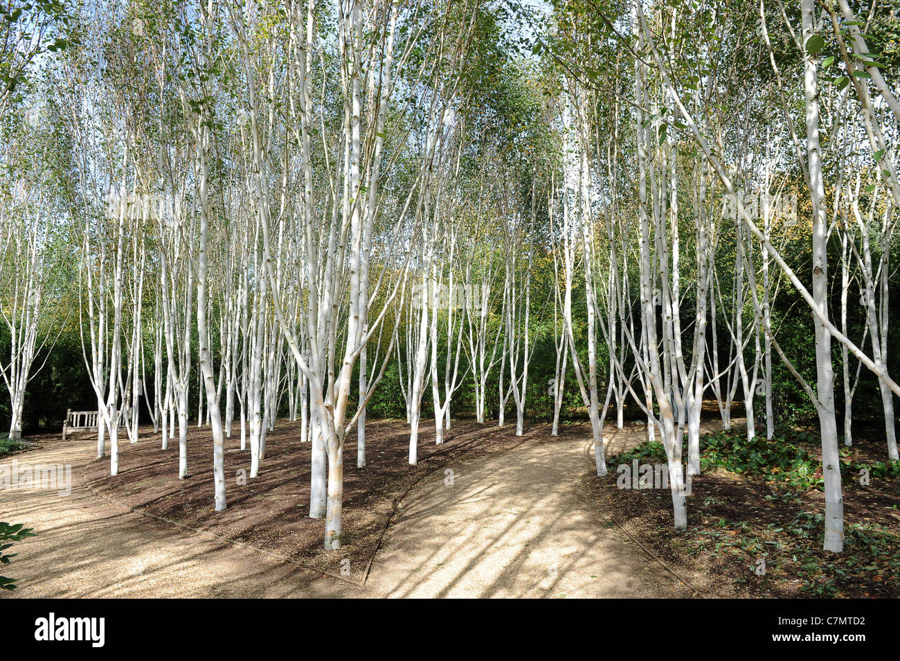 Weiße Birke Bäume Garten des Himalaya Birke Uk Stockfoto