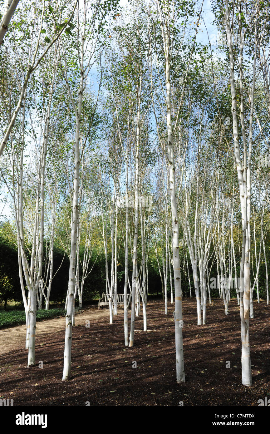 Weiße Birkenbäume im Garten des Himalaya Birke Uk Stockfoto