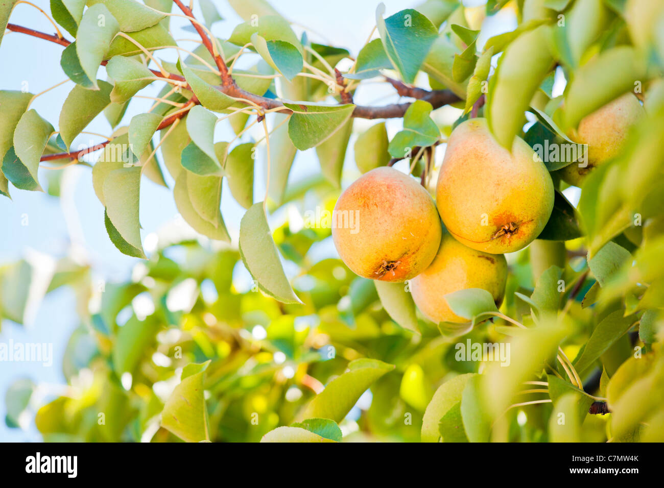 Reife Birnen in der Struktur in der Sommersaison. Stockfoto